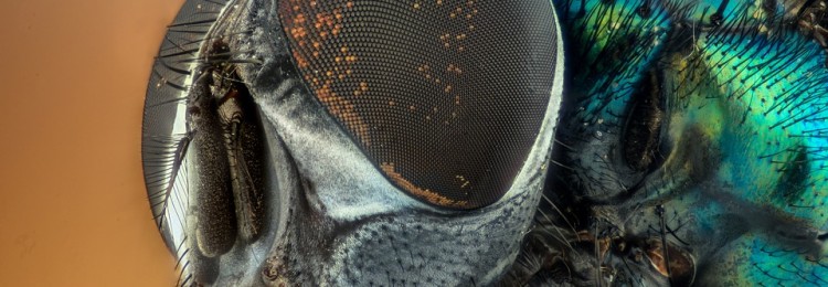 БЕЗОПАСНОЕ ЛЕТО: ЗАЩИТА РЕБЕНКА ОТ НАСЕКОМЫХ